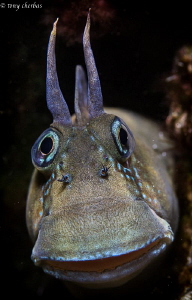 Blenny of Personality by Tony Cherbas 